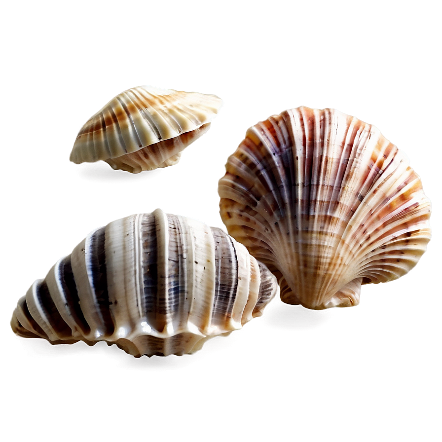 Shells With Marine Life Png Ecm