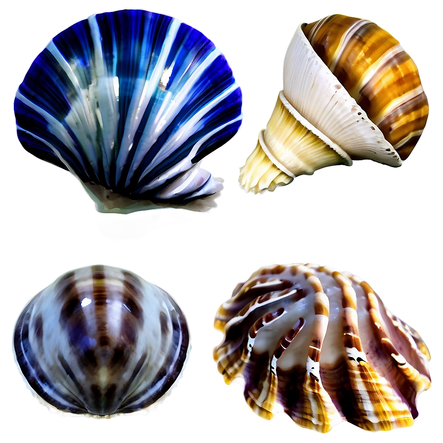 Shells With Marine Life Png Mai