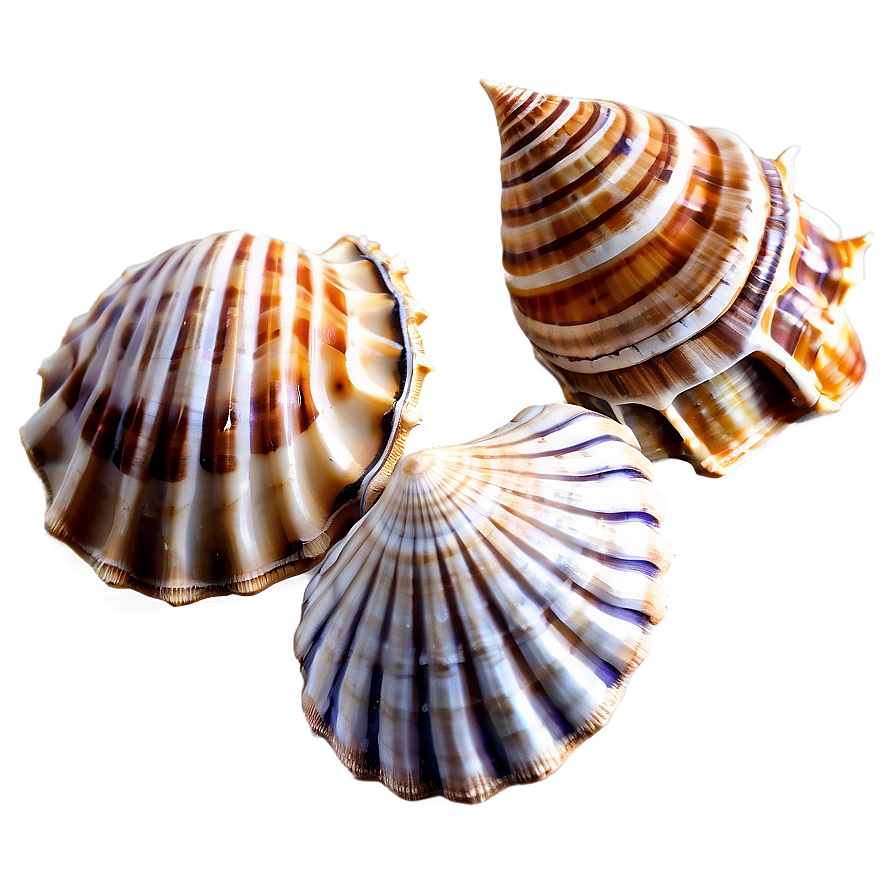 Shells With Sand Background Png Xjf93