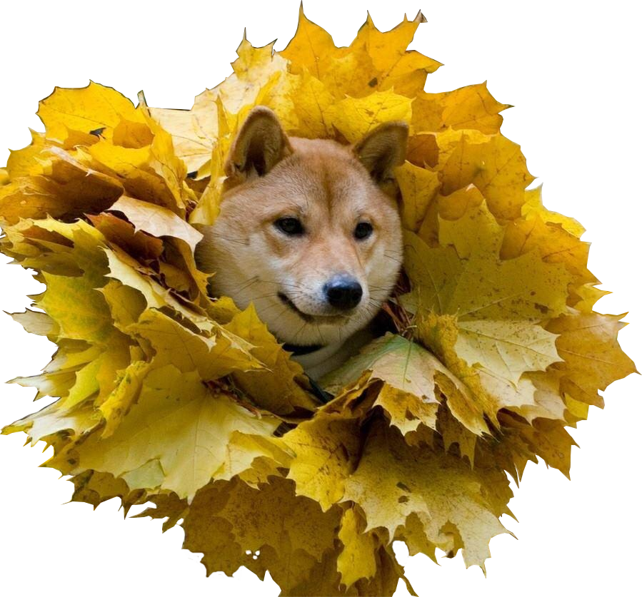 Shiba Inu Amidst Autumn Leaves