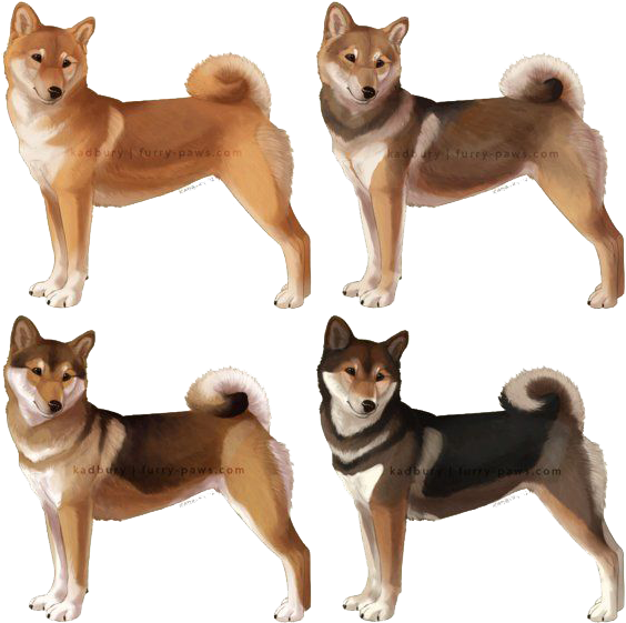 Shiba Inu Dog Poses