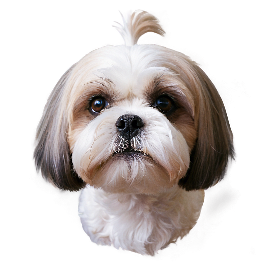 Shih Tzu Close-up Png 18