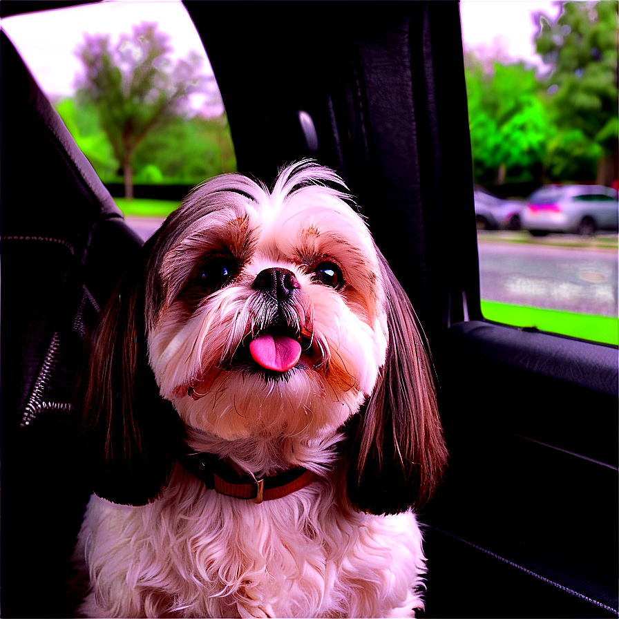 Shih Tzu Enjoying Car Ride Png 06242024