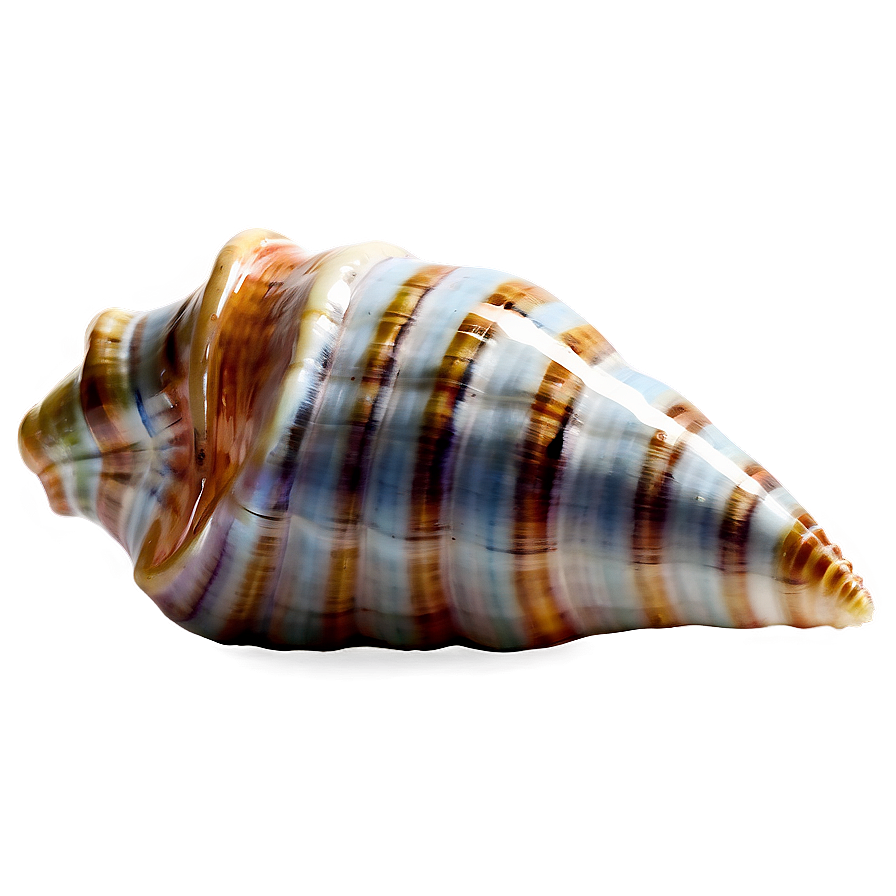 Shimmering Conch Shell Png Jke