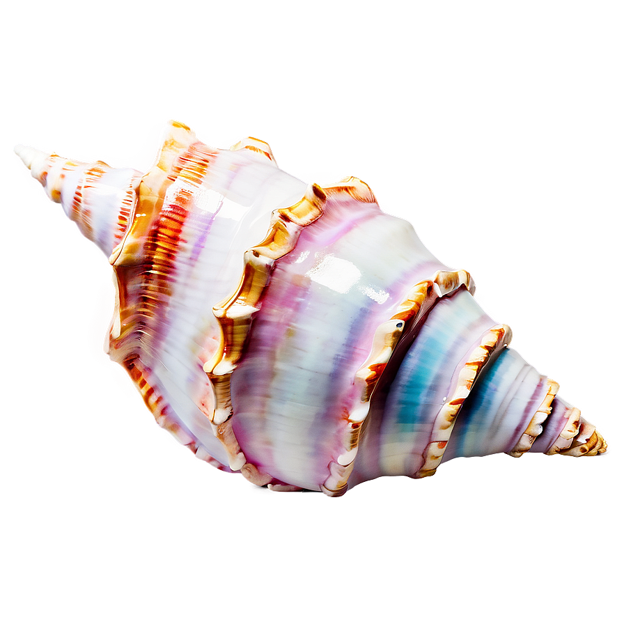 Shimmering Conch Shell Png Lxc63