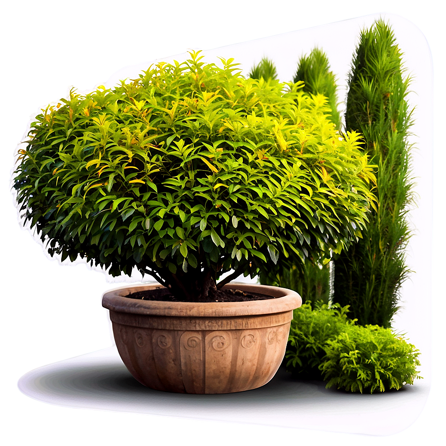 Shrub In Garden Bed Png 05252024