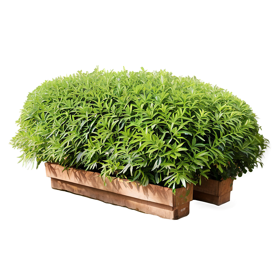 Shrub In Garden Bed Png 78