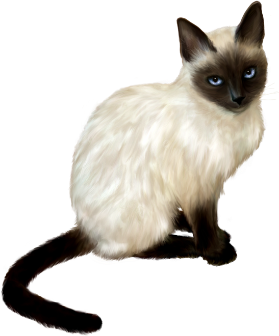 Siamese Cat Blue Eyes