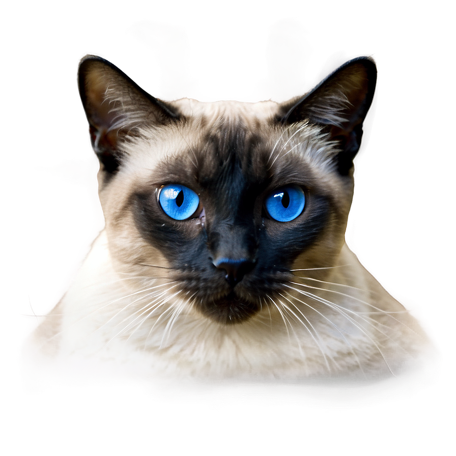 Siamese Cat Expressive Face Png Qxl