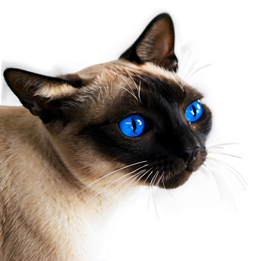 Siamese Cat Face Png 06122024