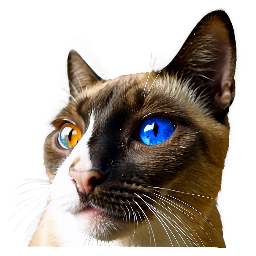 Siamese Cat Face Png 06122024