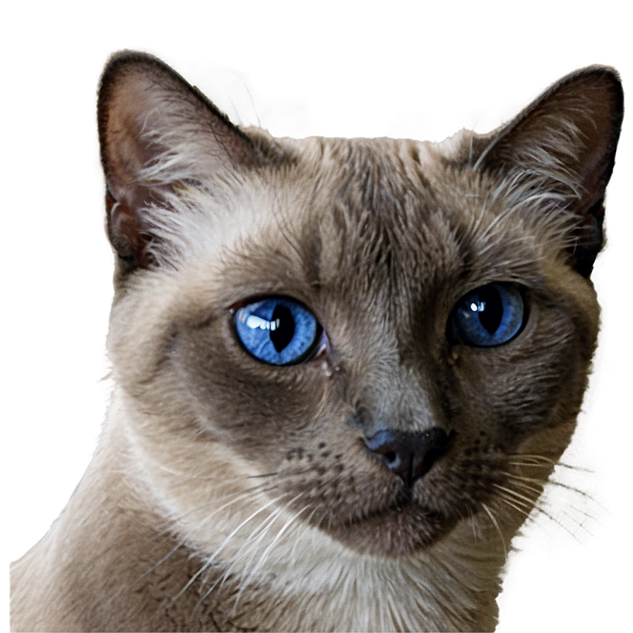 Siamese Cat Hiding Png Xsy52