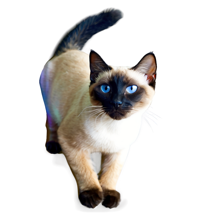 Siamese Cat Image Png A