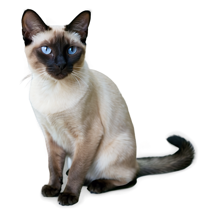 Siamese Cat In Garden Png 06292024