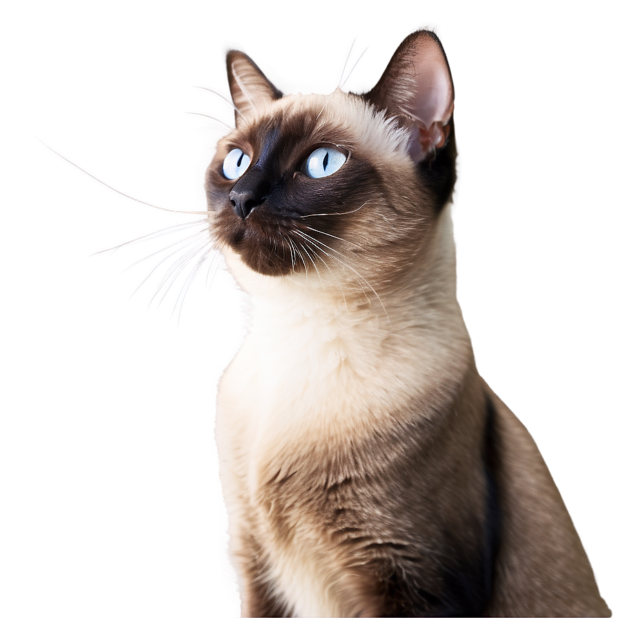 Siamese Cat Looking Out Window Png Jwy