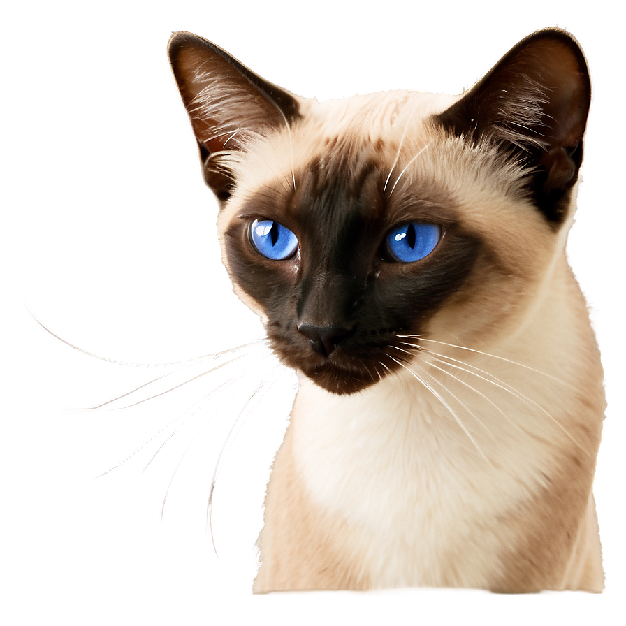 Siamese Cat Purring Png 06292024