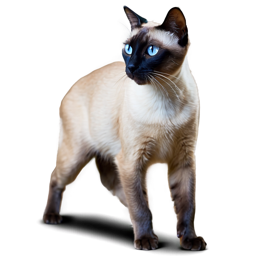 Siamese Cat Walking Gracefully Png 7