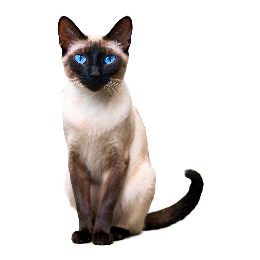 Siamese Cat With Mismatched Eyes Png 06292024