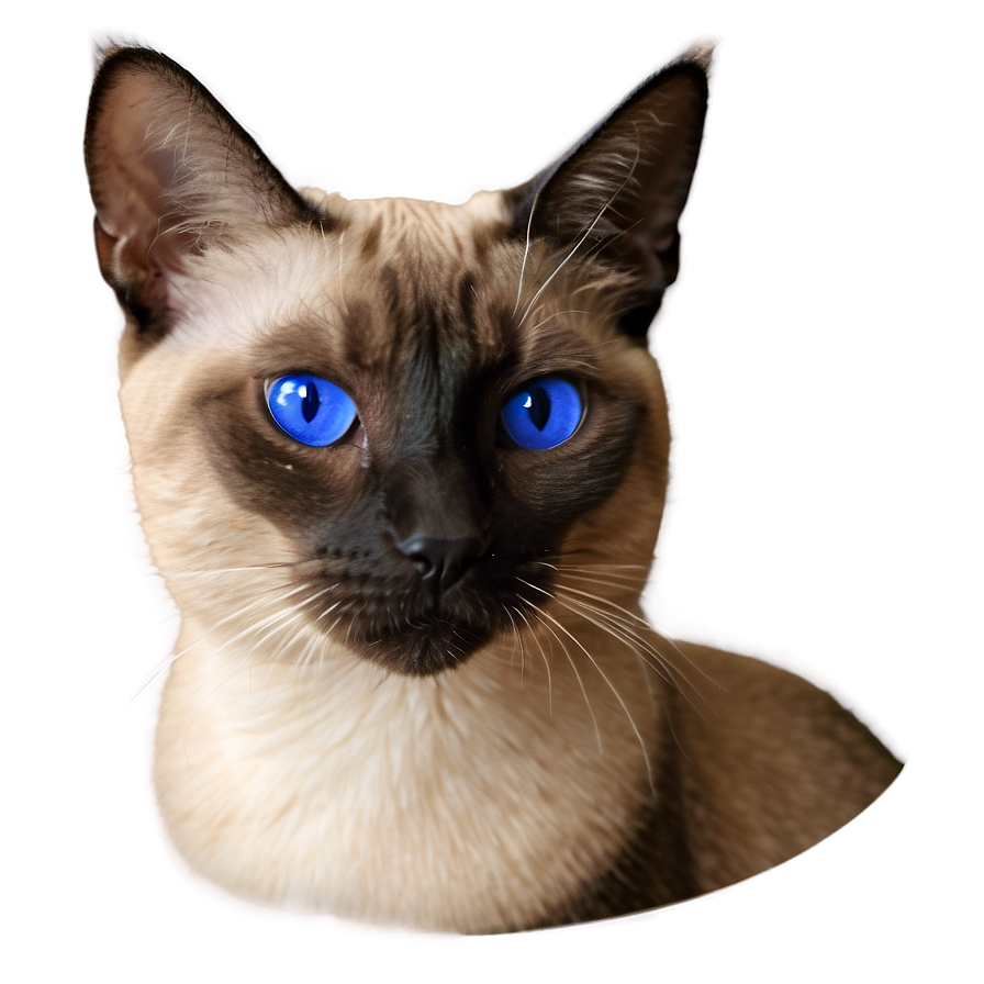 Siamese Cat With Mismatched Eyes Png Twk38