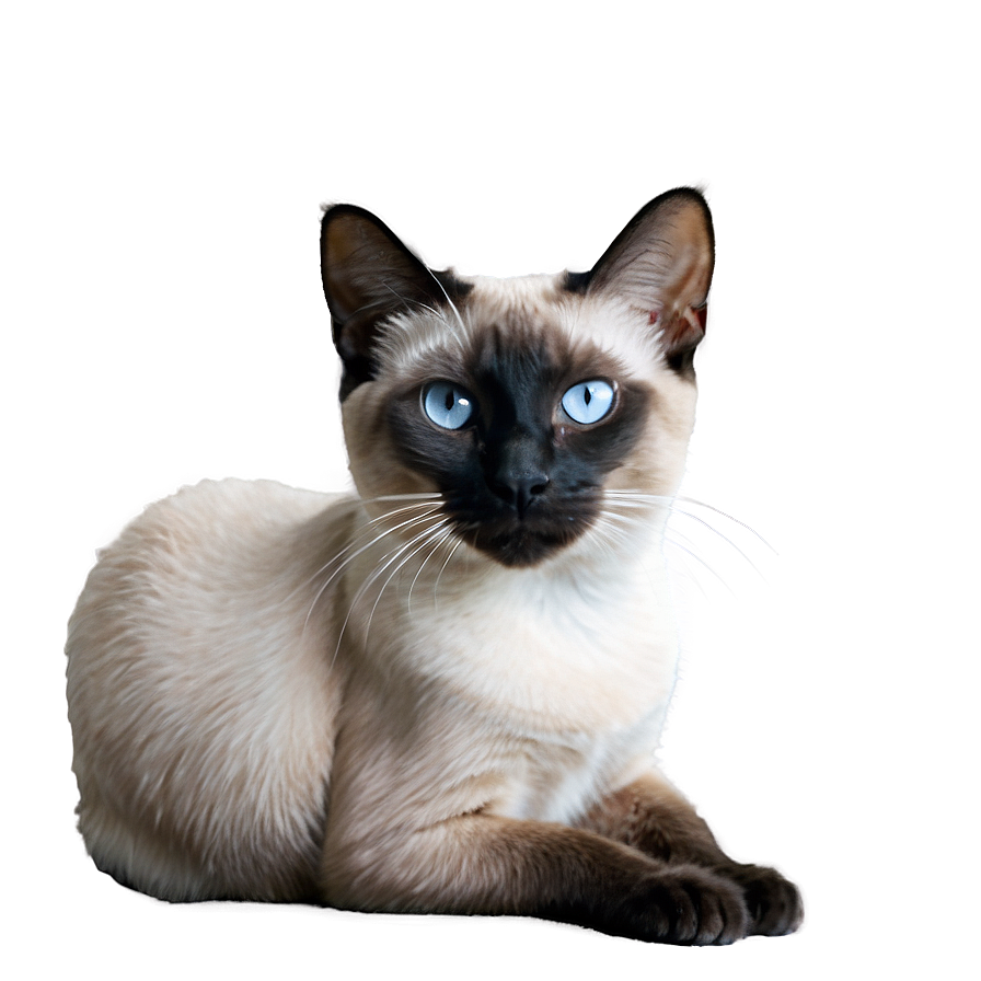 Siamese Cat With Pink Nose Png Fmy