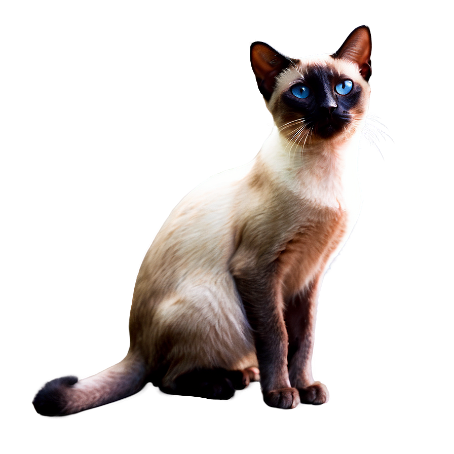 Siamese Cat With Pink Nose Png Jvq36