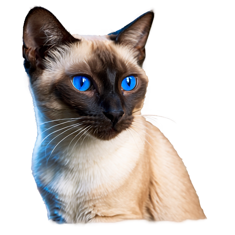 Siamese Cat With Sapphire Eyes Png 35