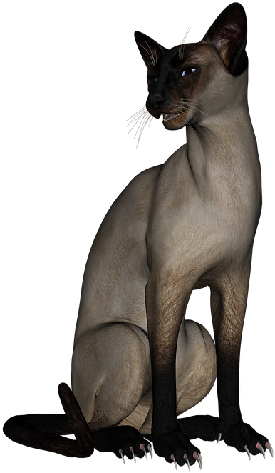 Siamese Cat3 D Model Pose