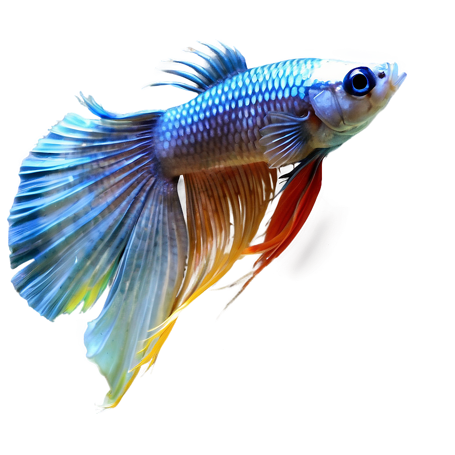 Siamese Fighting Fish Png 30