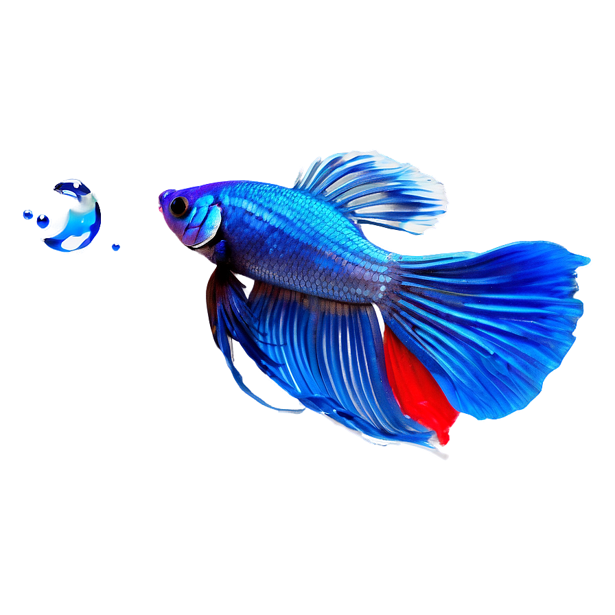 Siamese Fighting Fish Png Pme