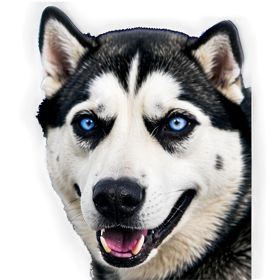 Siberian Husky A