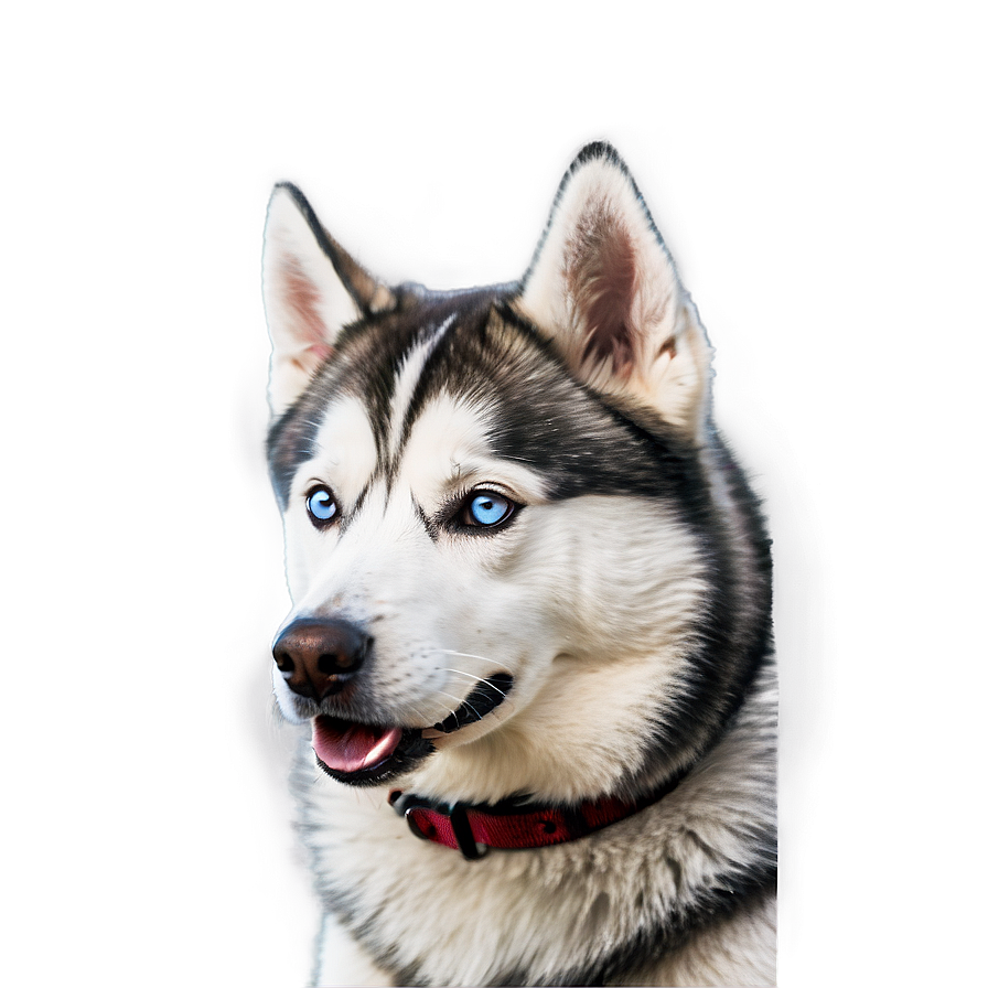 Siberian Husky Dog Png 06252024