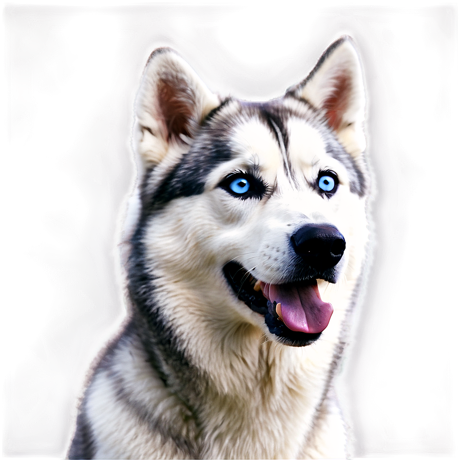 Siberian Husky In Forest Png 06252024