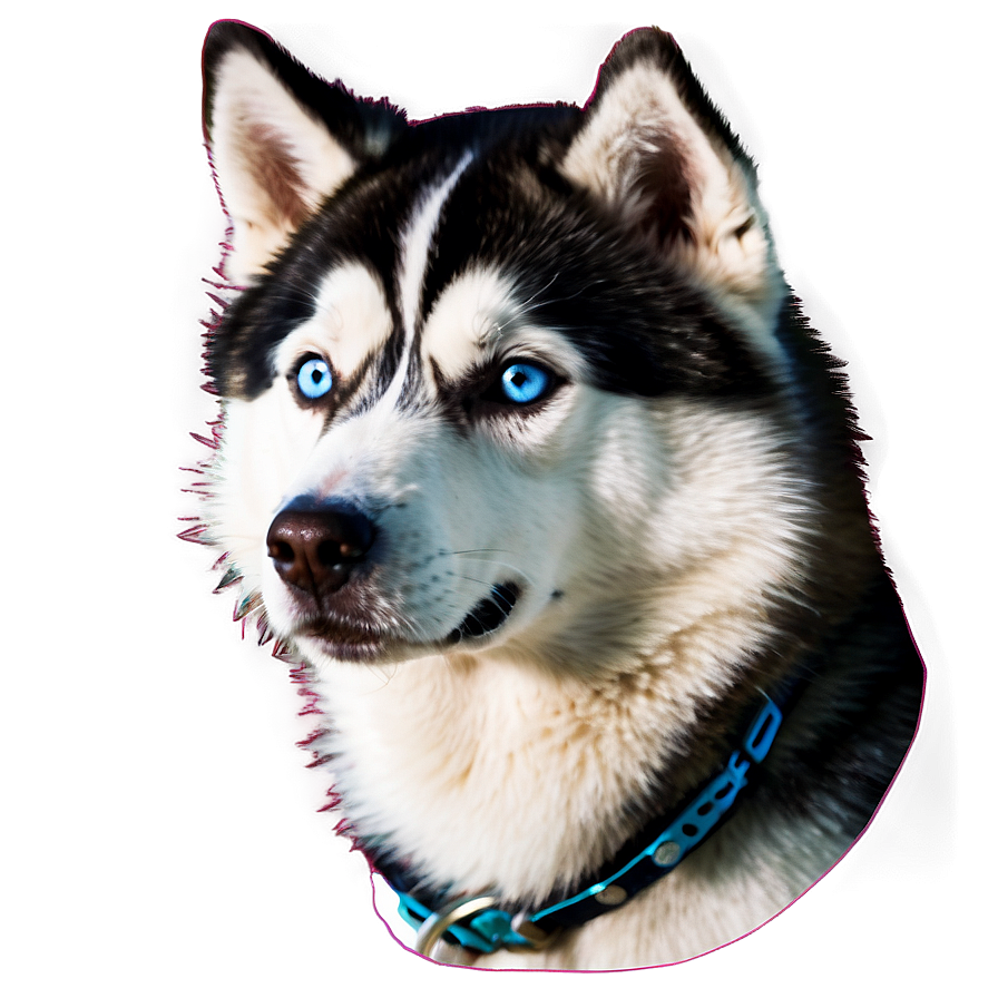 Siberian Husky Png 06112024