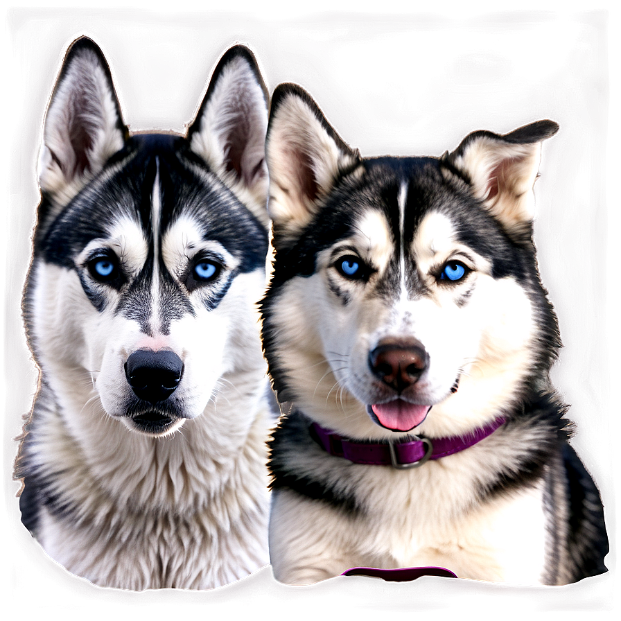 Siberian Husky Png 28