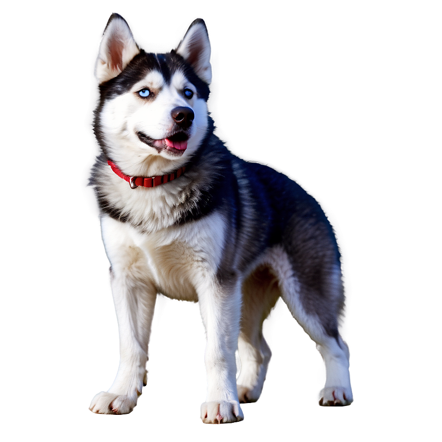 Siberian Husky Png 92