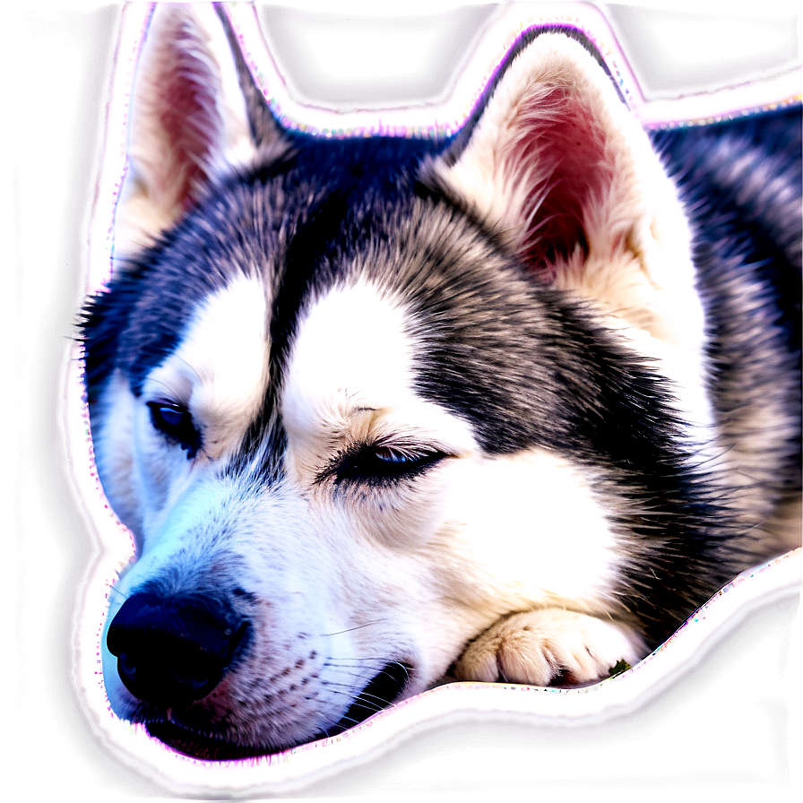 Siberian Husky Sleeping Png Esl69