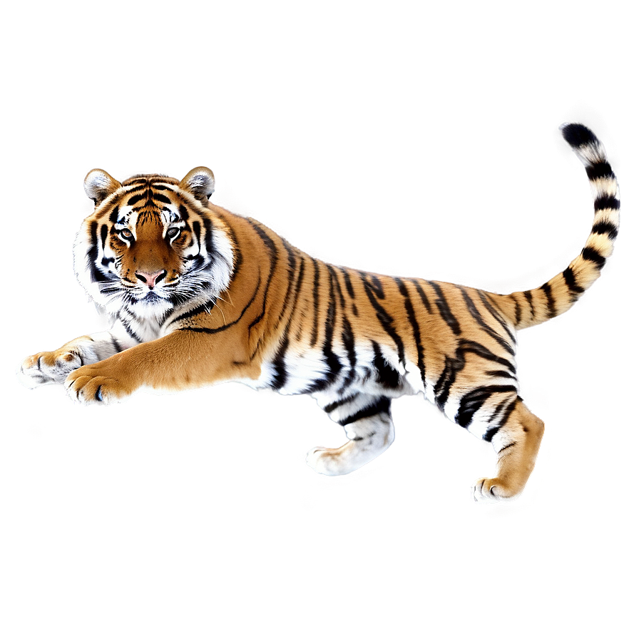 Siberian Tiger Png Fmy