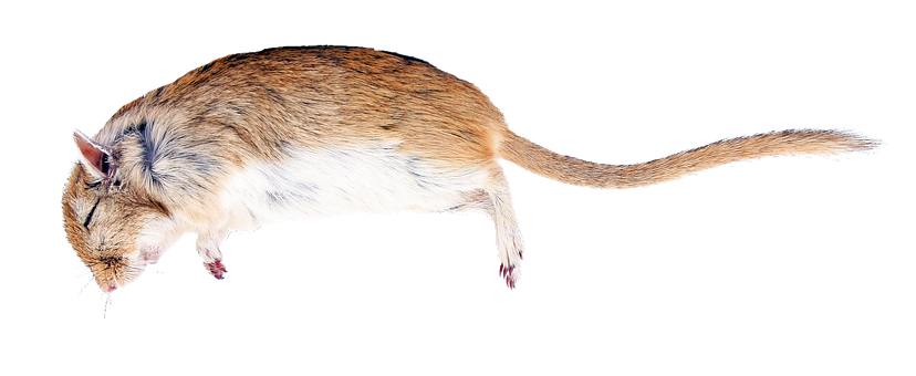 Side View Brown White Rat Black Background.jpg