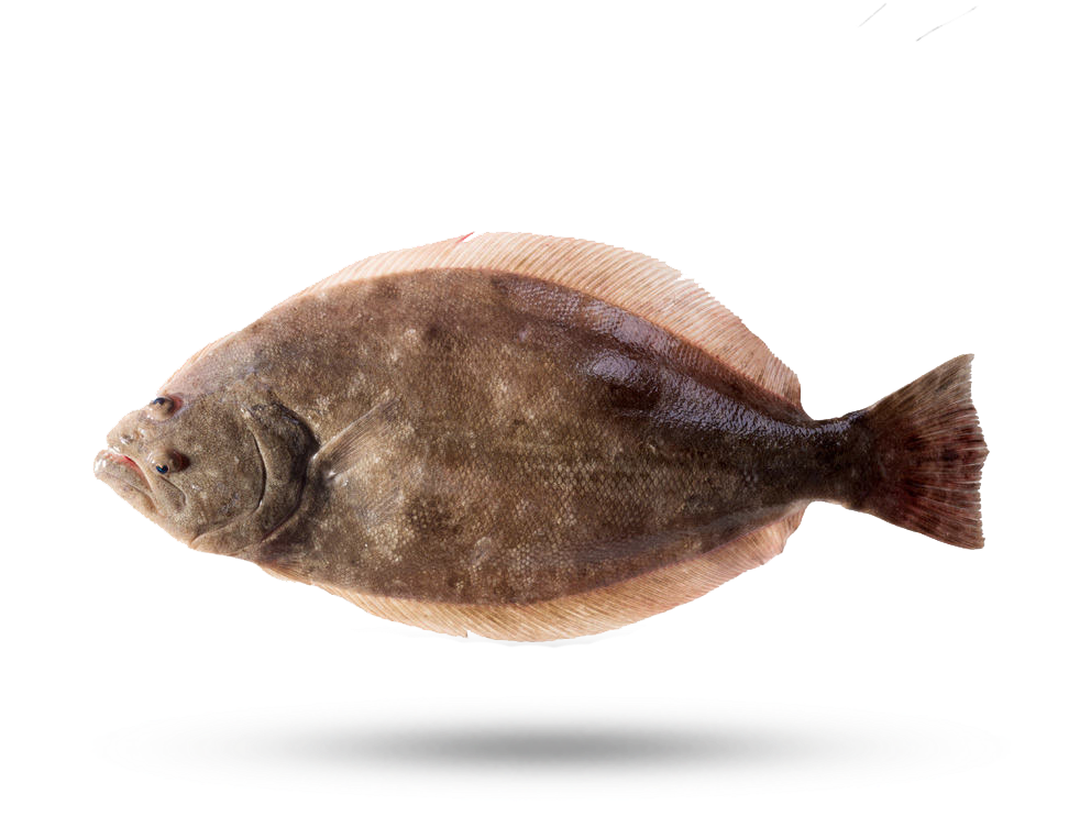 Side View Flounder Fish