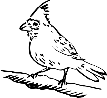 Silhouette_of_ Bird_in_ Darkness