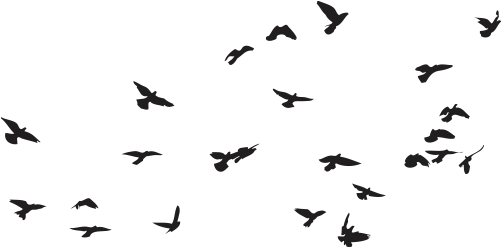 Silhouetted Birdsin Flight Sky Background