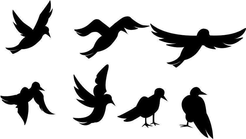 Silhouetted Birdsin Various Poses