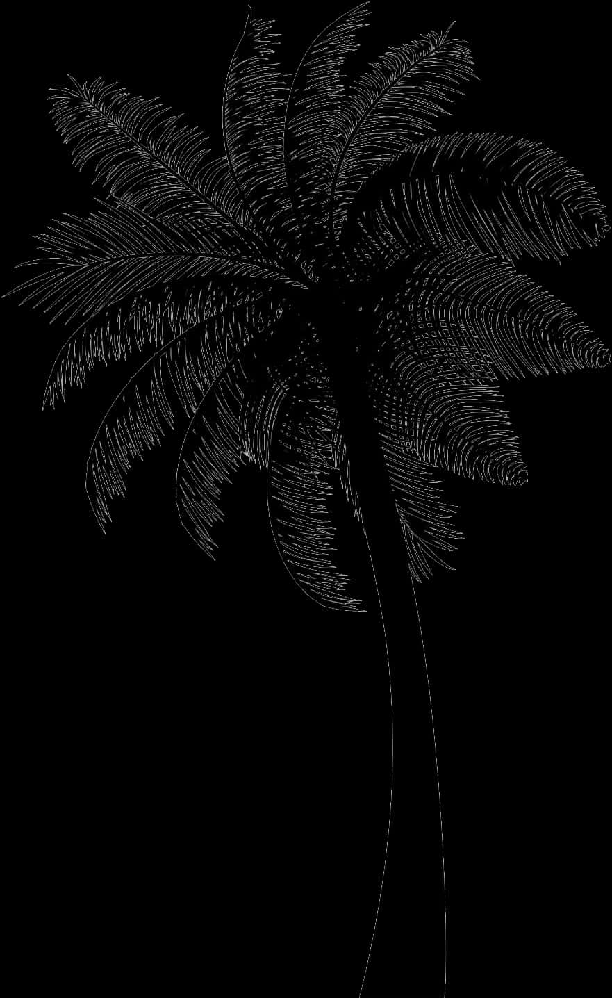 Silhouetted Coconut Tree Art