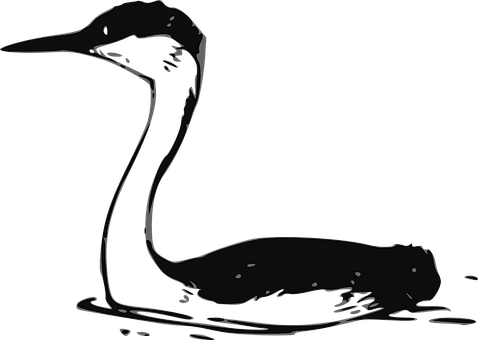 Silhouetted Waterbird Profile