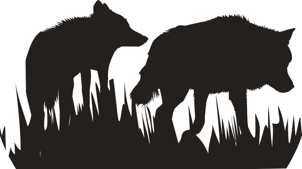 Silhouetted Wolvesin Grass