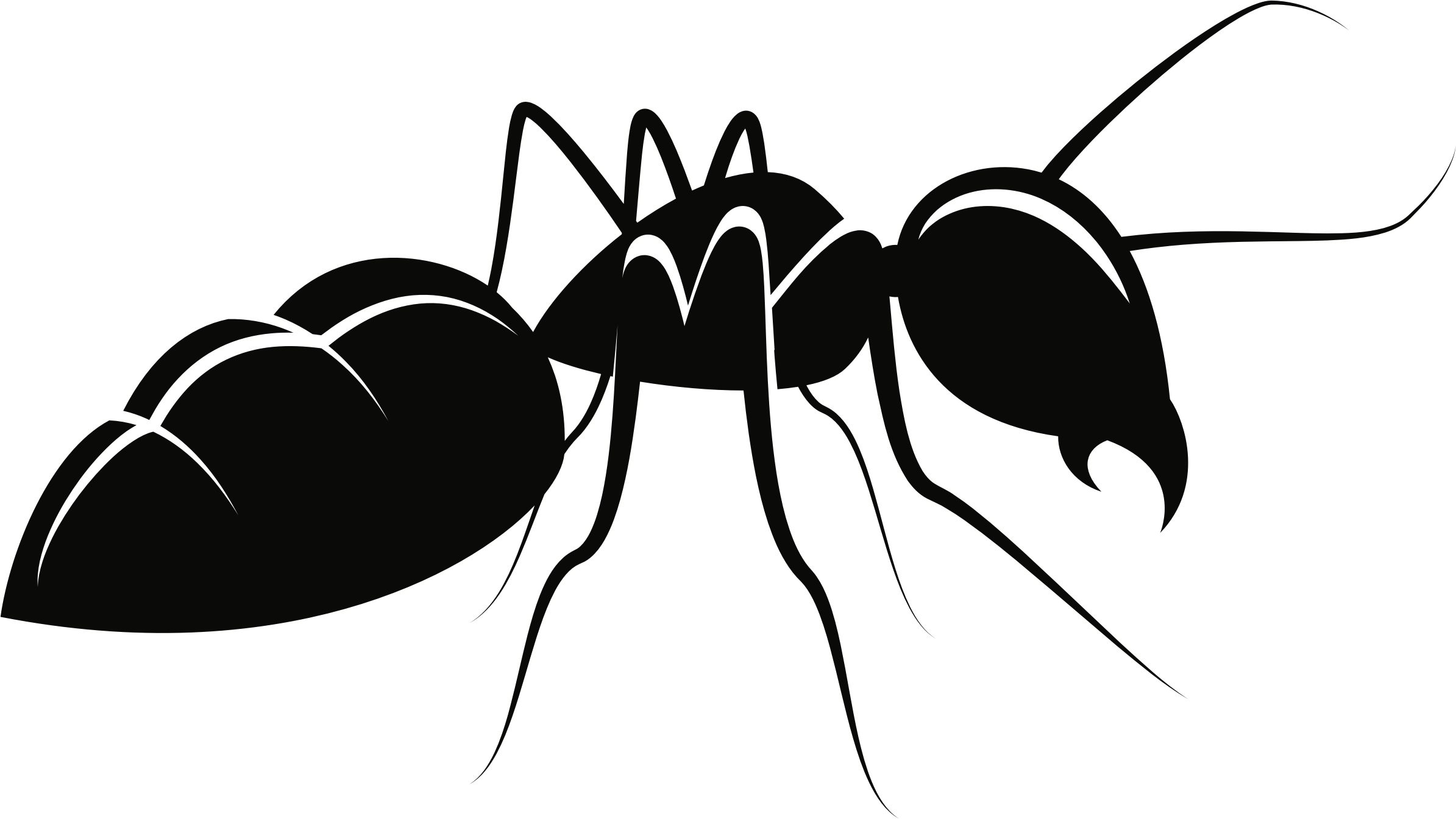 Silhouetteof Ant