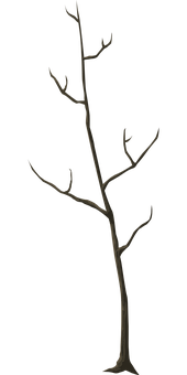 Silhouetteof Bare Tree Against Dark Background