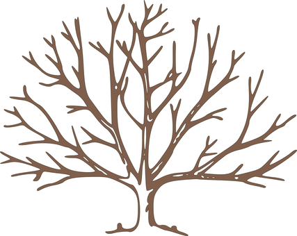 Silhouetteof Bare Tree