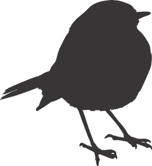 Silhouetteof Birdon Transparent Background