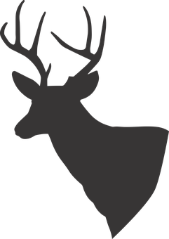 Silhouetteof Deer